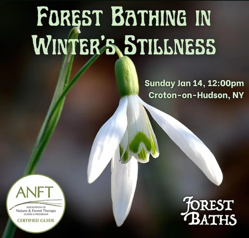 Flier for Forest Bathing in Winter
